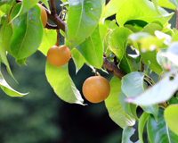 symbol_tree.png